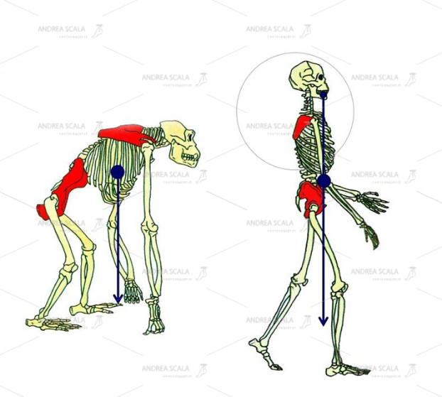 Lo schema mostra che la stazione eretta porta il baricentro all’interno del poligono d’appoggio costituito dai due piedi