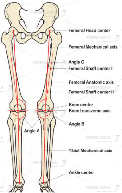 schema assi anatomici e gli assi biomeccanici degli arti inferiori