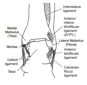 schema legamenti della caviglia