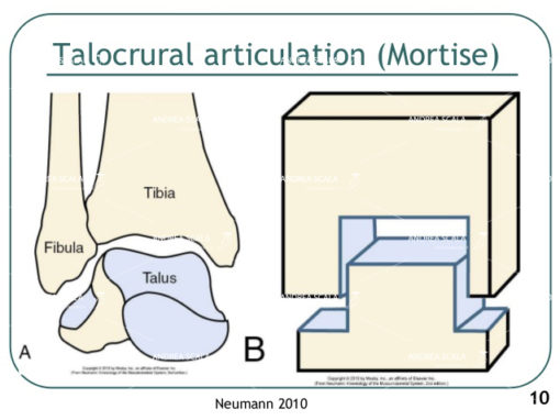 schema pinza dei due malleoli