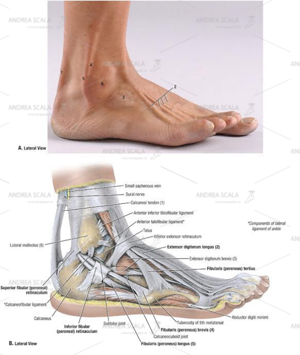 componenti laterali: legamenti della caviglia